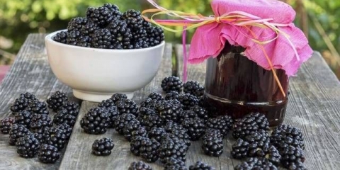 Džem od kupina, džem i konfiture od kupine